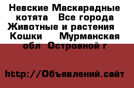 Невские Маскарадные котята - Все города Животные и растения » Кошки   . Мурманская обл.,Островной г.